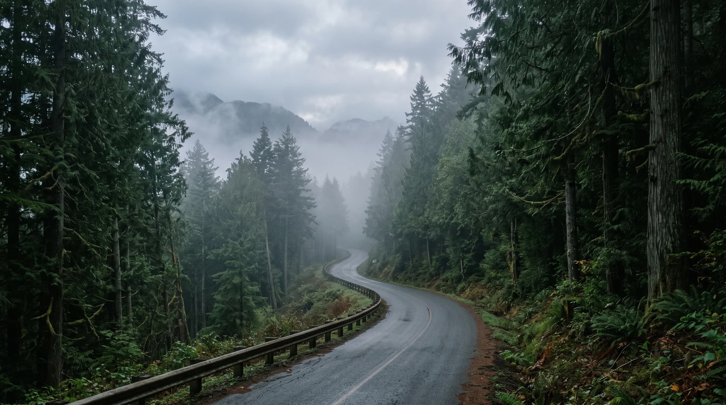 早朝の山道と霧に包まれた杉林